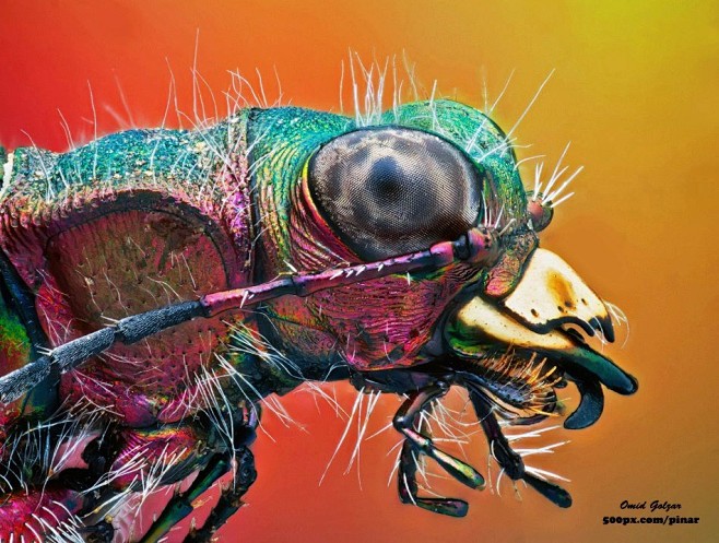 psychedelicinsects:
...