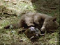 《熊的故事》(法國)森林裏一只母熊帶著小熊尋找蜂蜜，在他們享受美餐時，母熊被一塊巨石砸死，悲傷的小熊不得已踏上了獨自生存之路…… 本片根據1885年發生在美國洛基山脈中人與熊的真實故事改編，榮獲1989年法國凱撒獎最佳導演獎、1988年法國電影學院獎。O网页链接