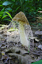contributorynegligence:

Phallus indusiatus - Veiled Lady Mushroom 
