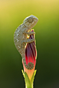 国家地理摄影大赛佳作欣赏：拥抱鲜花的蜥蜴