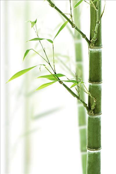 各种竹子图片唯美意境图片
