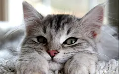  可爱萌宠猫星人桌面壁纸   #萌宠# #可爱# #优质#