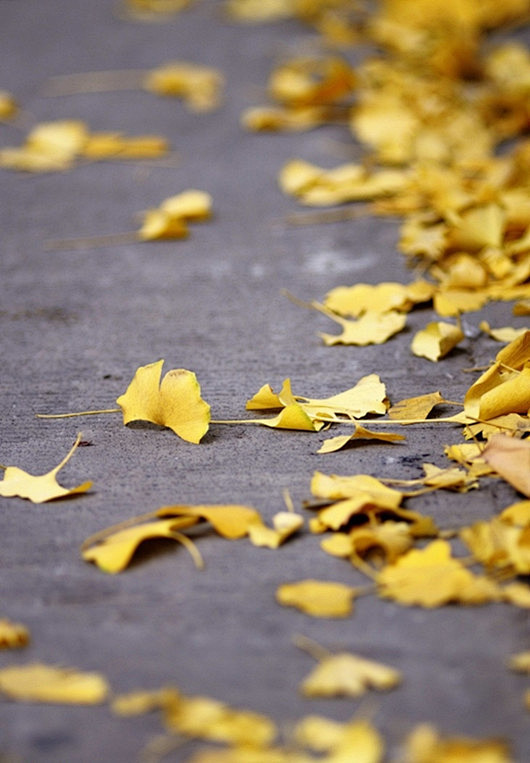 秋的到来，冬的招手，银杏叶的泛黄。
记忆...
