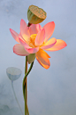 Pink Lotus Flower - DD0A2408-1-1000 | Flickr - 相片分享！