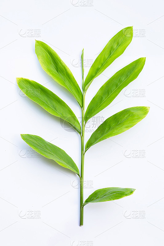 鲜高良姜叶孤立在白色背景上。