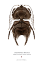 Richard Wilkinson 绘制多种昆虫插画，细节非常到位 : Richard Wilkinson 绘制多种昆虫插画，细节非常到位
