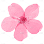 花-1