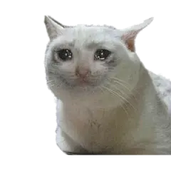 哭泣的猫咪备忘录