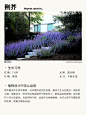 本期更新： #香叶天竺葵#薰衣草#荊芥#薰衣草#银斑百里香#驱蚊植物