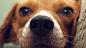 General 1920x1080 nature animals dog pet closeup muzzles depth of field