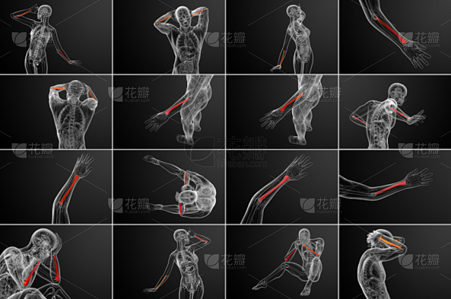 桡骨,健康保健,三维图形,绘画插图,尺骨,肱骨,人类骨架,四肢,水平画幅