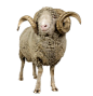 羊 (3)