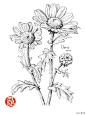 #暖心插画# 用黑白重新诠释花之绘（via <a class="text-meta meta-mention" href="/feileniao/">@飞乐鸟</a> ）O网页链接