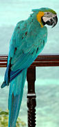 What a gorgeous Macaw!!!: 