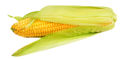 州的采集到玉米地