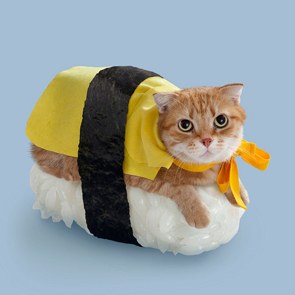 观念摄影：不能吃的寿司猫