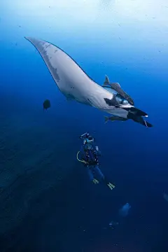 燕魟目·蝠鲼