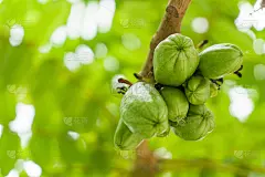 阿魏Bilimbi