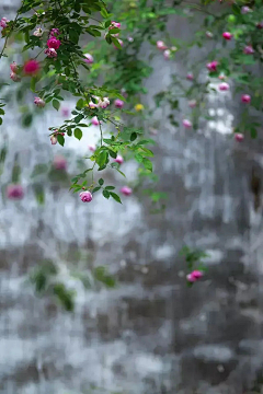 蓝草衣采集到花园