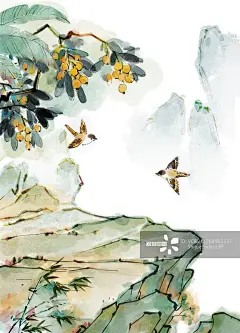 枇杷,中国画,小鸟,插图画法,插画正版图片素材