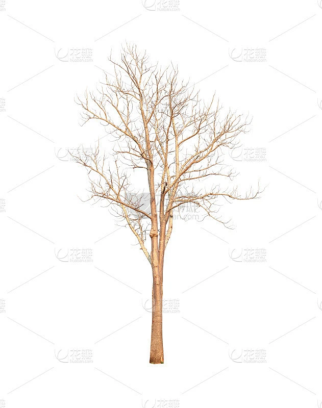 枯死的树孤立在白色的地面上。素材-花瓣网