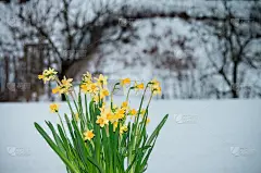 水仙花在雪地里