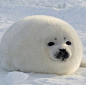 格陵兰小海豹，好像糯米糍一样，真的豹可爱了！！！ ​​​​