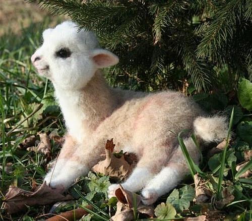 Baby Alpaca