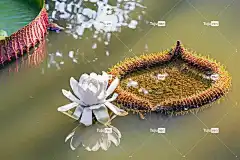 花 水 花壁纸 白色的 光 自然 越南 美丽的花朵 花卉背景