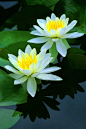 White tropical water lilies: 
