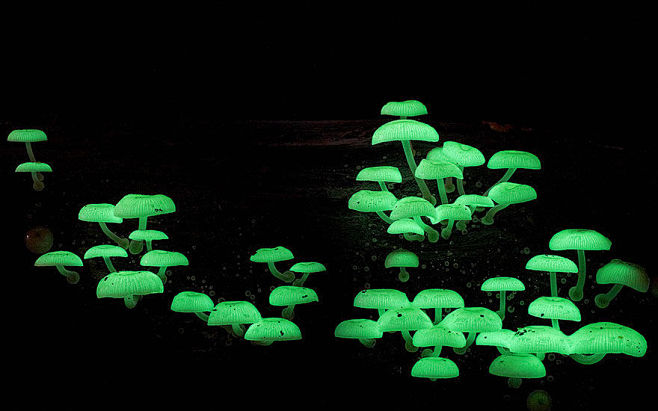 不寻常的美丽和性感：20种罕见蘑菇 : ...