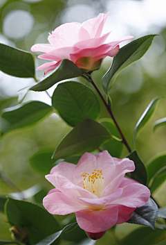 富富张采集到花卉