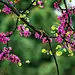紫荆（Cercis chinensis Bunge）
紫荆（满条红）是豆科紫荆属下的一种，产我国东南部，北至河北，南至广东、广西，西至云南、四川，西北至陕西，东至浙江、江苏和山东等省区。为一常见的栽培植物，多植于庭园、屋旁、寺街边，少数生于密林或石灰岩地区。
紫荆的原生种属于落叶乔木，可高达15m，目前常见的多为灌木变型（f. chinensis），现在很难见到乔木紫荆，不必深究。其高2-5米，树皮和小枝灰白色。叶纸质，近圆形或三角状圆形，长5-10厘米，宽与长相若或略短于长，先端急尖，基部浅至深心形，两