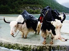 游云南丽江 逛古城闲情偶记