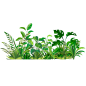 植物