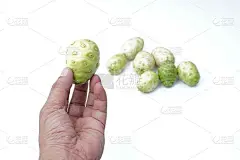 手握诺丽或柠檬木果在白色的背景
