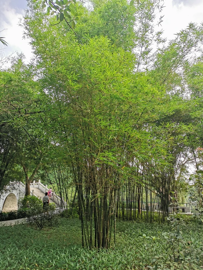 青皮竹-花瓣网