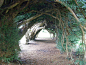 这条树隧道的紫杉树据信由18世纪的戴尔家族栽种，在英国独树一帜。长高之后，紫杉树的树枝勾连在一起，形成拱顶。随着时间的流逝，这些紫杉树相互缠绕在一起，现在已很难确定具体棵数。 #路#