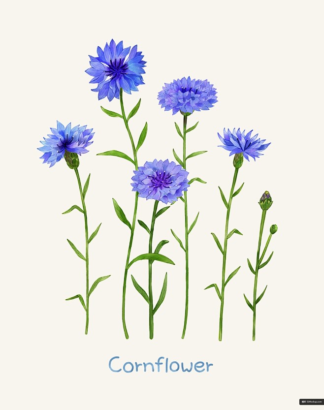 免扣植物花卉矢车菊淡彩水色水彩插画psd平面设计绘画插图