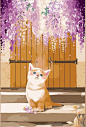 猫猫 紫藤花