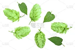 啤酒花球果与叶子孤立的白色背景特写。前视图。平躺模式