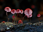 灯光#景观(1533图)_@Jessica的行游之路收集_花瓣建筑设计Marasmius haematocephalus1489