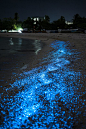 (PUERTO RICO) Bioluminescent photoplankton at Bioluminescent Bay (see also: http://biobaypuertorico.com/): 