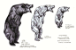【动物结构】网友搜集的一些熊的解剖学结构，可能有些朋友用得上。