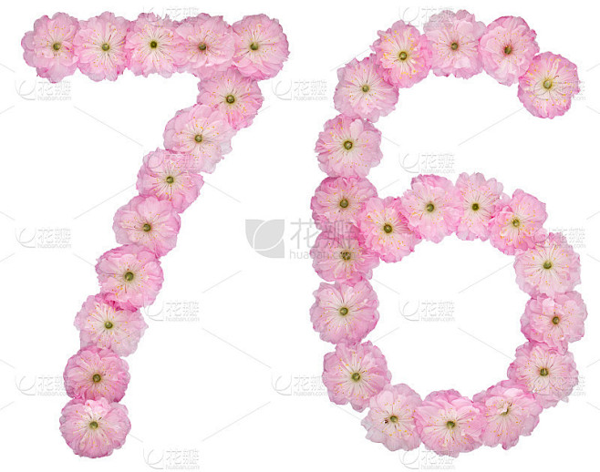 数字76,76，从天然粉红色杏树花，孤立在白色背景