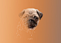 018e3b5ca0c13ba801208f8b754fa5.jpg@260w_100sh