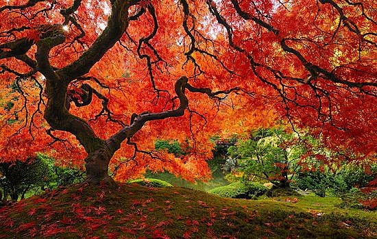 世界上最美的16棵树｜美国波特兰的日本枫...