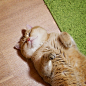 这只来自俄罗斯的橘猫叫Hosico，就喜欢吃和睡，还懒得动。主人也表示很无奈，这次真的不怪奶奶喂得多啊(ins:hosico_cat) ​​​​