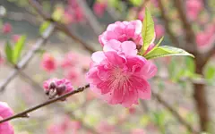 粉红色的桃花桌面高清壁纸桌面壁纸3