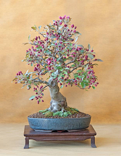 倔强天使采集到庭院花卉和绿植